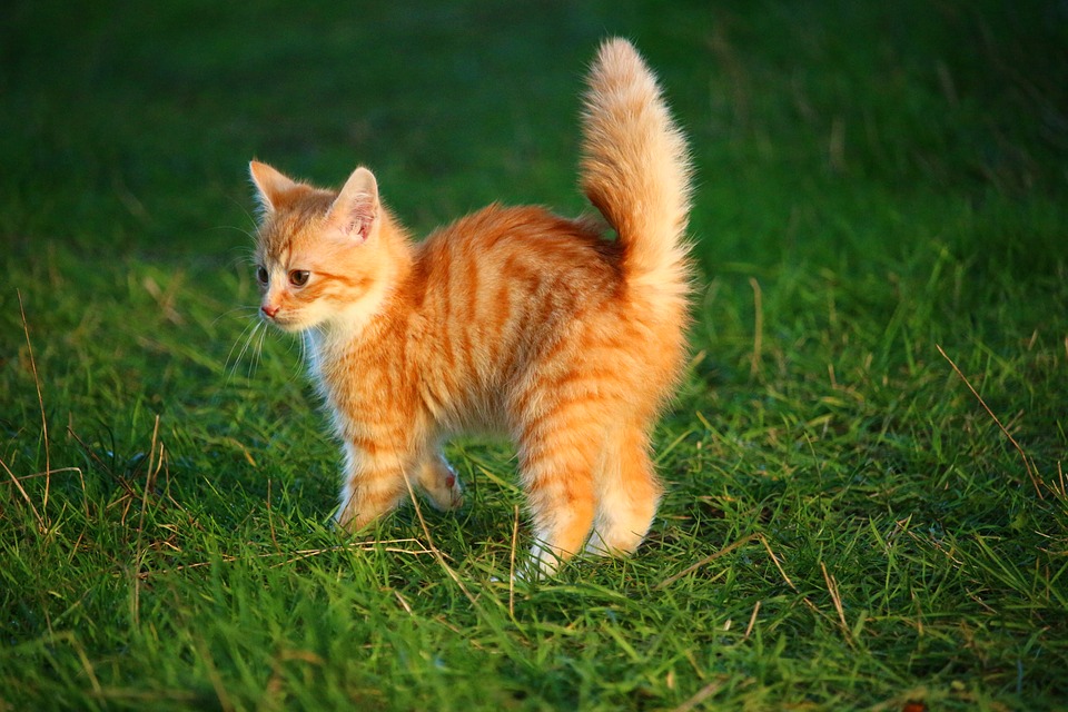 kissa